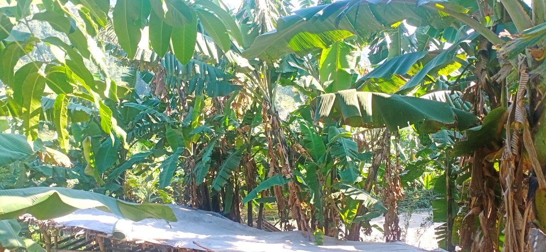 व्यवसायिक केरा खेति वार्ड ८ (चिनी चम्पा)